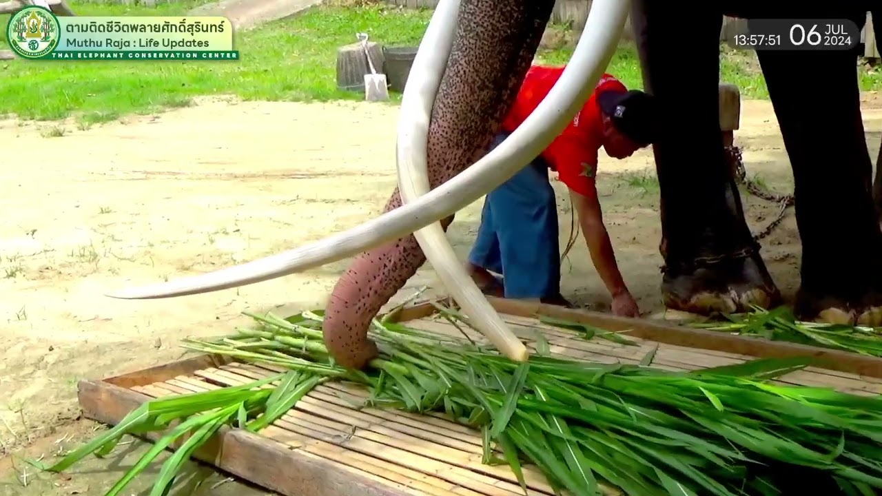 ตามติดชีวิต 