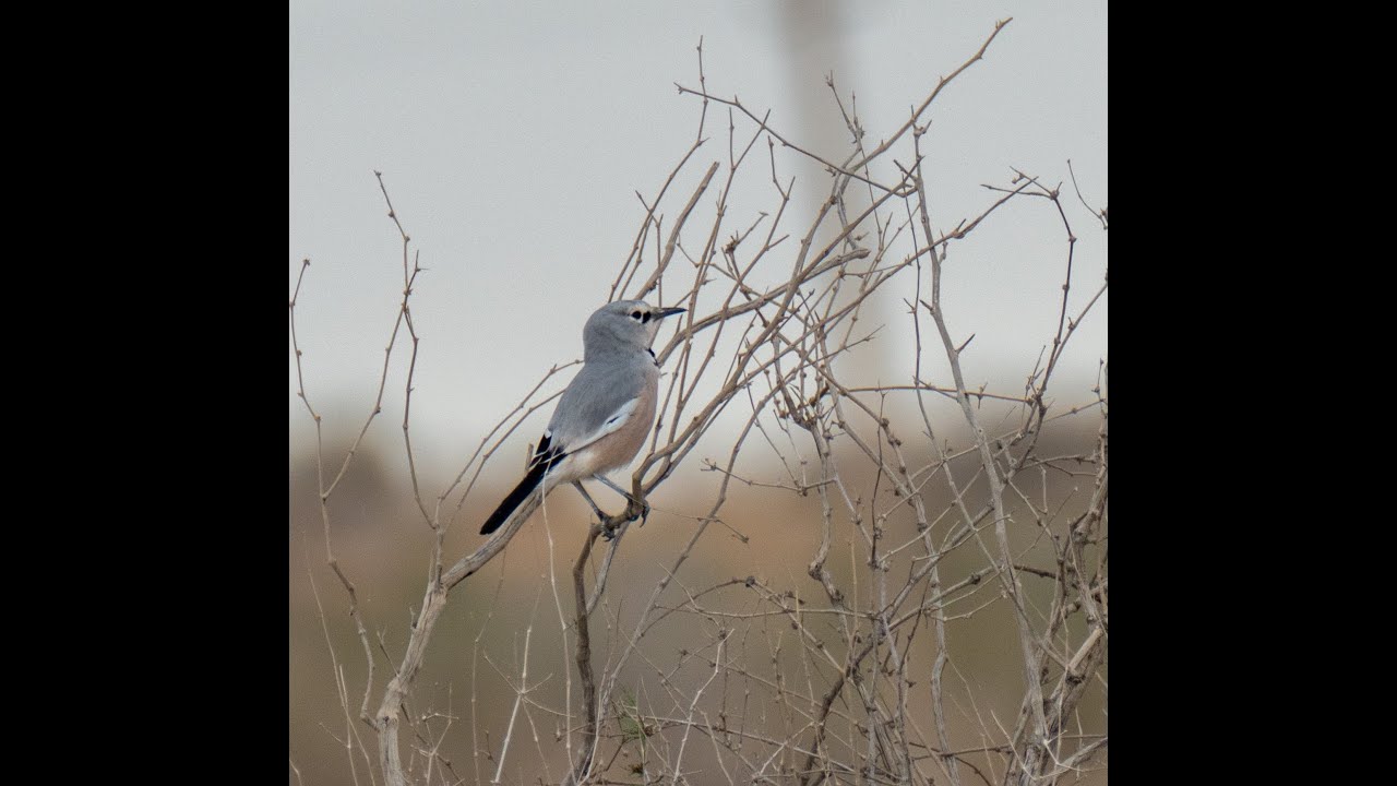 Very Rare Footage of a Turkestan Ground-Jay in Uzbekistan.