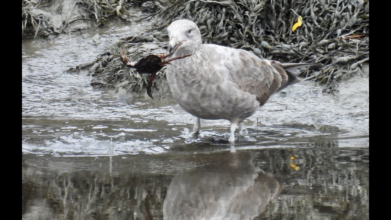 Classic 2nd Cycle American Herring Gull / The Proper Way to Eat Maine