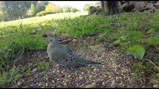 CAT TV  Bird Watching For Cats To Watch | Backyard Birds: Mourning Doves, Blue Jays and Sparrows