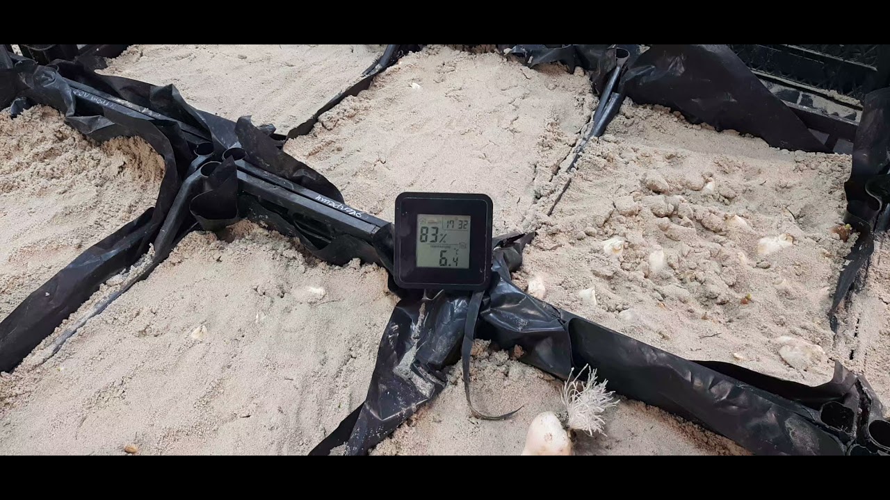 Укоренение и охлаждение луковици тюльпана.Поливы, влажность. Выгонка тюльпана к 8 марта.