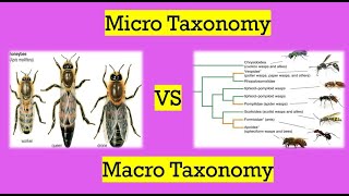 Micro taxonomy VS Macro taxonomy