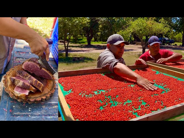 Los Tacos llevan Oro Rojo de Sinaloa | RUTA LA NUEVE class=