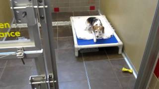 ARL "Fall in...LOVE! 40 Hour Adopt-A-Thon" AFTER THE EVENT