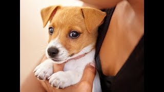 Cute Dogs and Cats Compilation 2018 #22