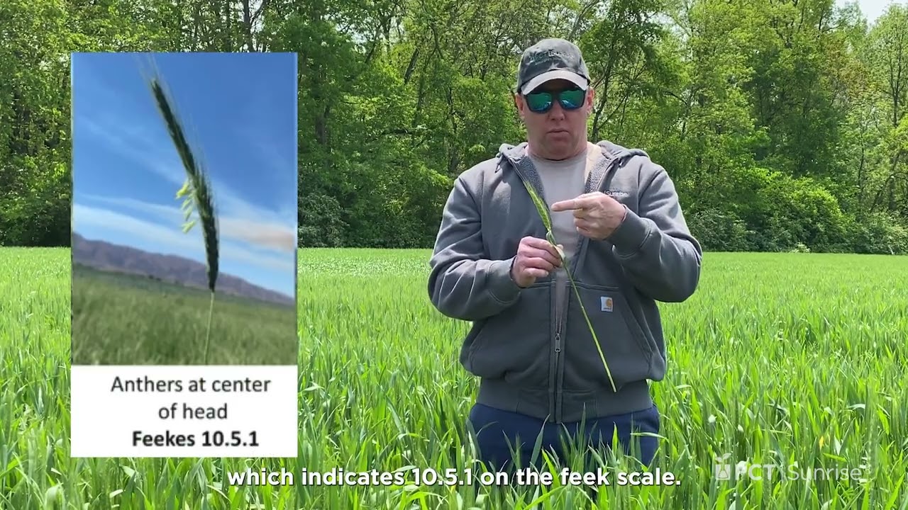 PCT Shorts: Applying Fungicide for Wheat Head Scab Suppression