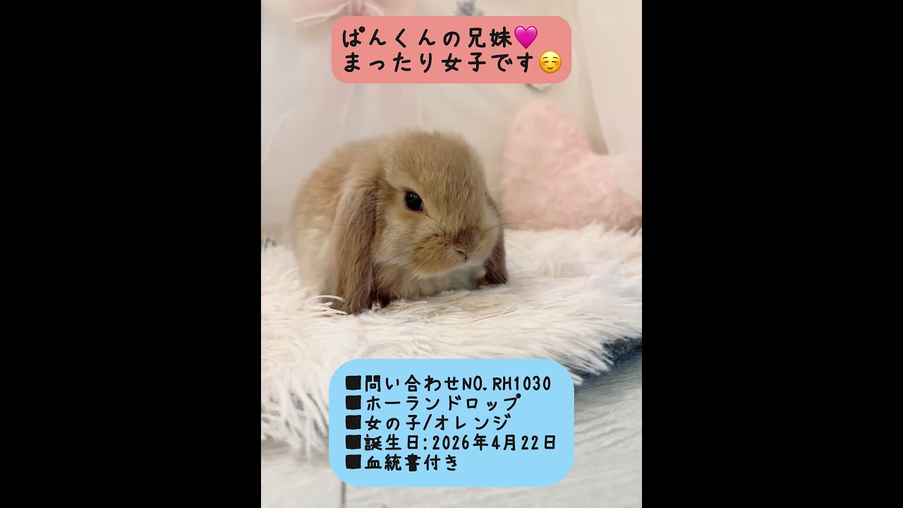 うさぎベビーちゃん♡【和泉本店】#shorts - YouTube