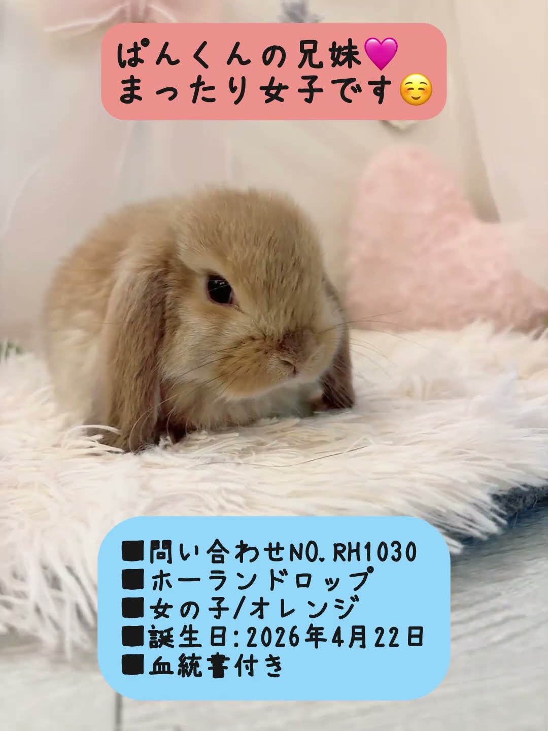 happy ちび姫ランド様　野うさぎベビーちゃん うさぎベビーちゃん♡【和泉本店】#shorts - YouTube