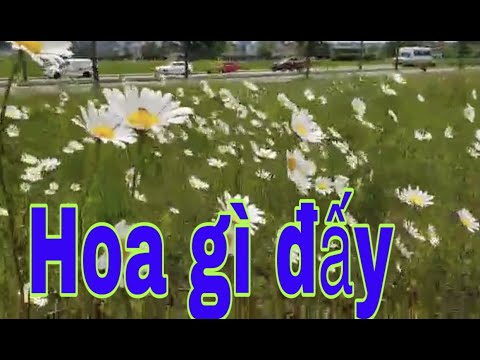 Video Ngắm Hoa màu trắng - youtube