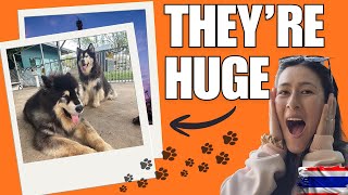 Big Dog Café Bangkok | Thailand’s Coolest Café 🇹🇭