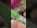 Satisfying Green Snake Shedding