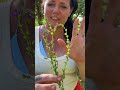 Native to North America, this tiny purple beauty gets its name from the way its leaves seem to hug