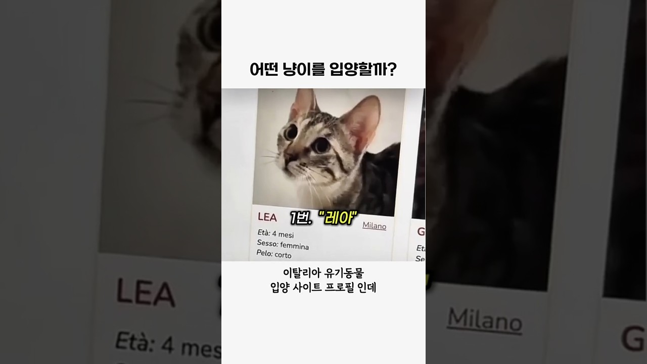 어떤 고양이가 맘에드나요?? #고양이#동물#aniaml#유머