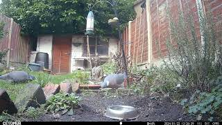 2 Pigeons - 22nd Jan 2024 by Wild Animals in a Wild Garden 16 views 2 months ago 6 minutes, 5 seconds