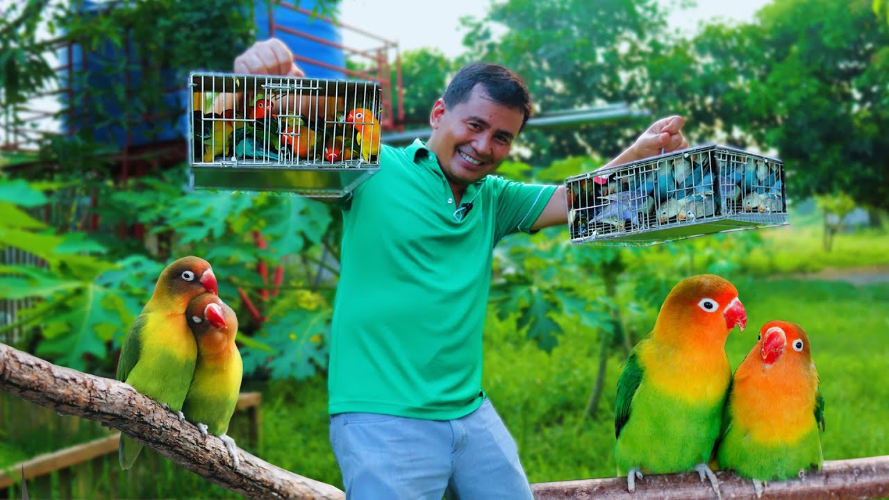 Amazing AFRICAN LOVEBIRD Farming Technique - Raising 20 Pairs of African Lovebird - Modern Farming