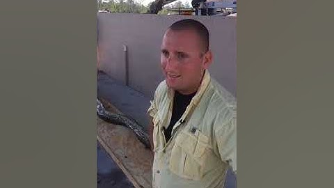 16-foot python measured and weighed in Naples