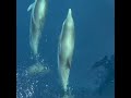 Delfinsichtung Ionisches Meer von Claudia Rühle