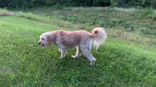 Willy Hunting Wabbit