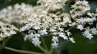 Elderflower: Nature's Delicate Nectar – From Folk Medicine to Culinary Sensation