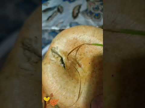 Ребят - это рыжики.
