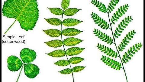 CLASS-3 SUBJECT-EVS CHAPTER-6 MANY LEAVES PART-1