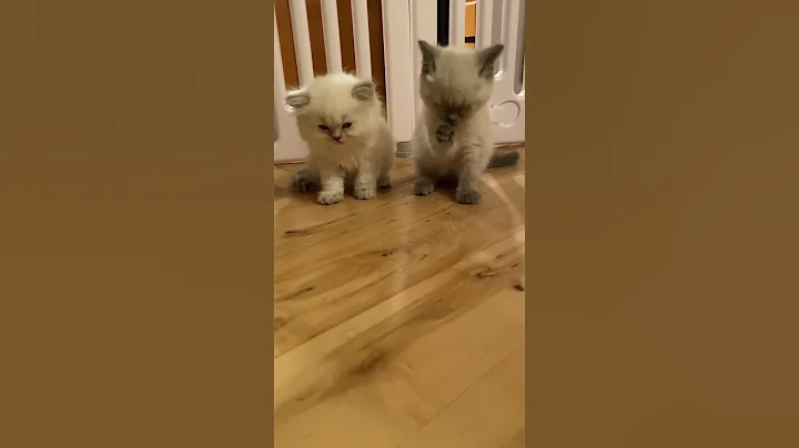 Video 8440231: scottish kitten, siamese kitten, kitten cleaning