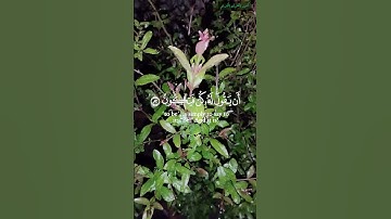 سورة يس الآية (82-83) ماهر المعيقلي #قرآن #سورة_يس #رمضان