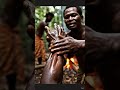 DAUN BUNGKUS PAPUA ASLI.. WA : 0858-1326-7723 #natural #pembesar #massage #alami #aslipapua #asli