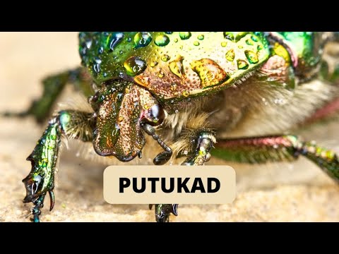Video: Kas kõigil putukatel on malpighi tuubulid?