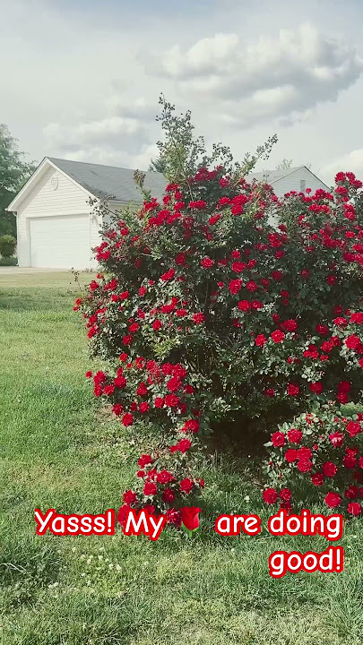 #roses #gardening #flowers #diy #diyprojects