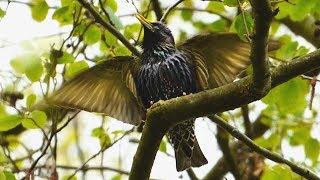 Špaček obecný - The common starling (Sturnus vulgaris) - Zpěv/Singing