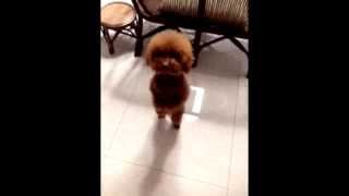 Dog dances while i play fitting music