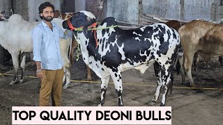 Top Quality deoni bull's in Hyderabad Asif nagar | khubsurat bade janwar available in Asif nagar Hyd