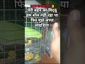 मेरी बहन का मिट्ठू हंस बोल नही रहा था फिर मुझे आया आइडिया❤❤ shorts #shorts #rsraahi #trending