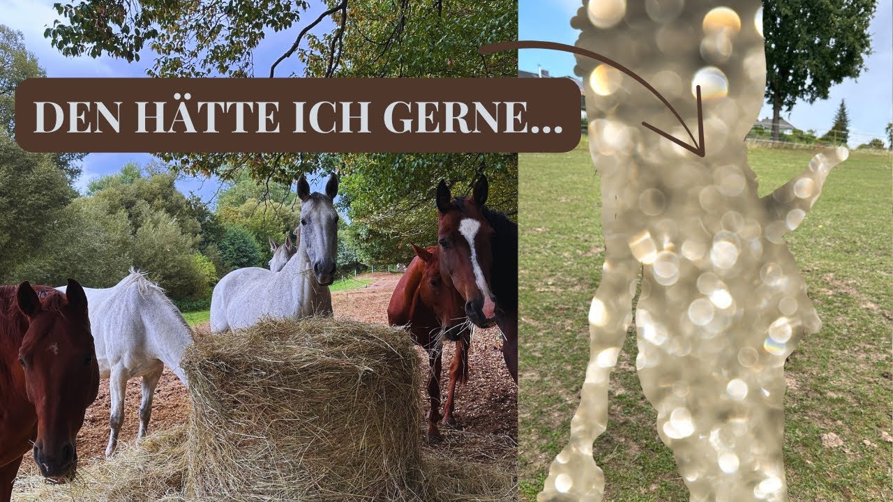 Ein Bild von Pferd 🦄⎪Für ein neues Pferd müsste ich zwei verkaufen ...