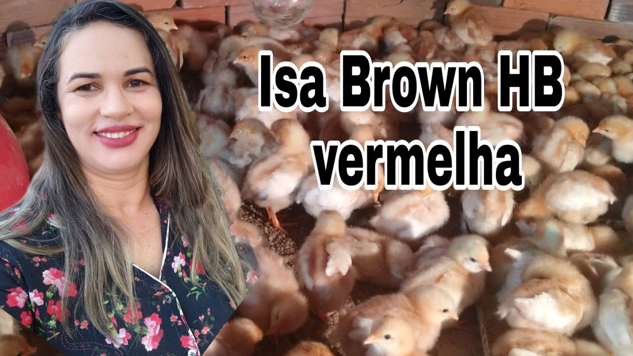 isa Brown |Como comprar ? onde comprar ? esclarecimentos |canal da Pathy