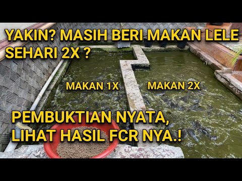 Lele Besar Makan Apa