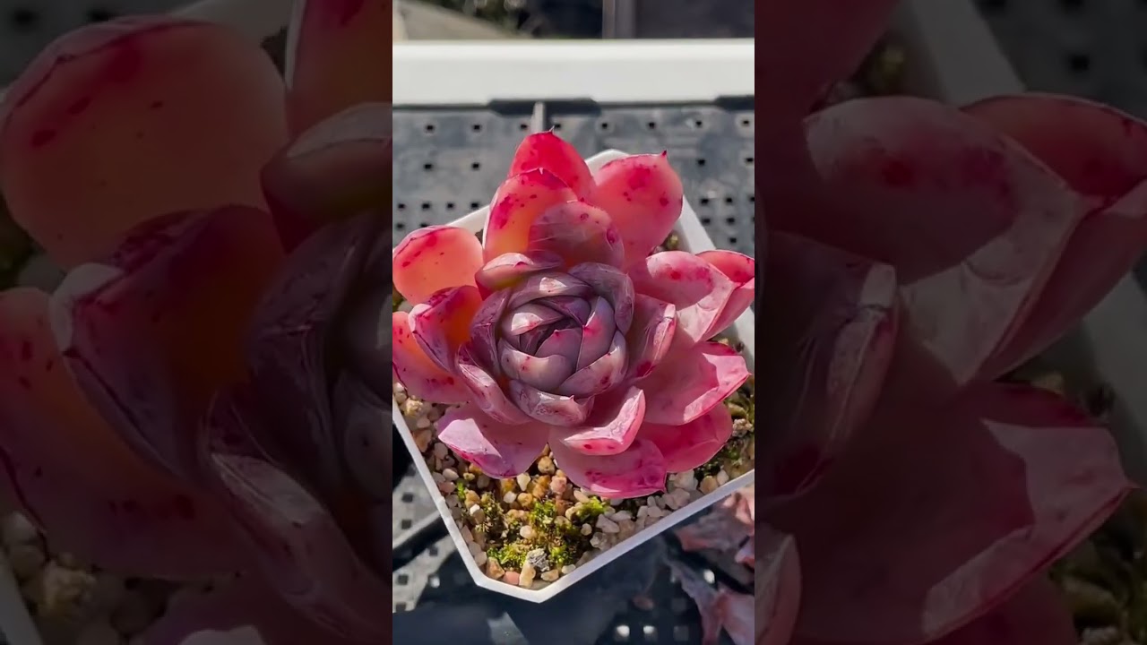 Succulent Care for Modern Homes 🌱 Low Maintenance Plants That Thrive Indoors