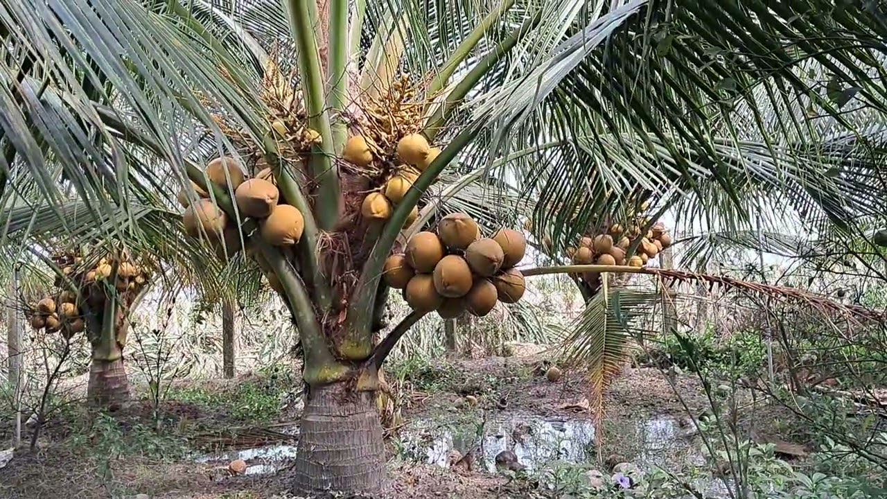 dừa mã lai bầu 33 tháng và 10 ngày sau bồi bùn gốc dừa.