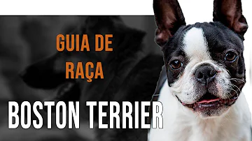 Quantos filhotes Um Boston Terrier pode ter?