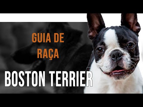 Vídeo: Raça Boston Terrier Raça Cão Hipoalergênico, Saúde E Vida Útil