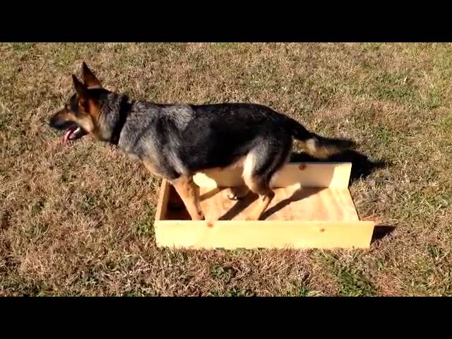 obedience box