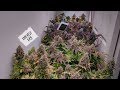 SEED TO HARVEST: BLUE DREAM AUTOFLOWER (BEGINNERS GUIDE ...