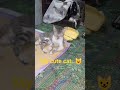 My dil❤️😿#shortsfeed#explore#catshorts#trendingshorts#entertainmentshorts#cat#catlover#dil#ytshorts