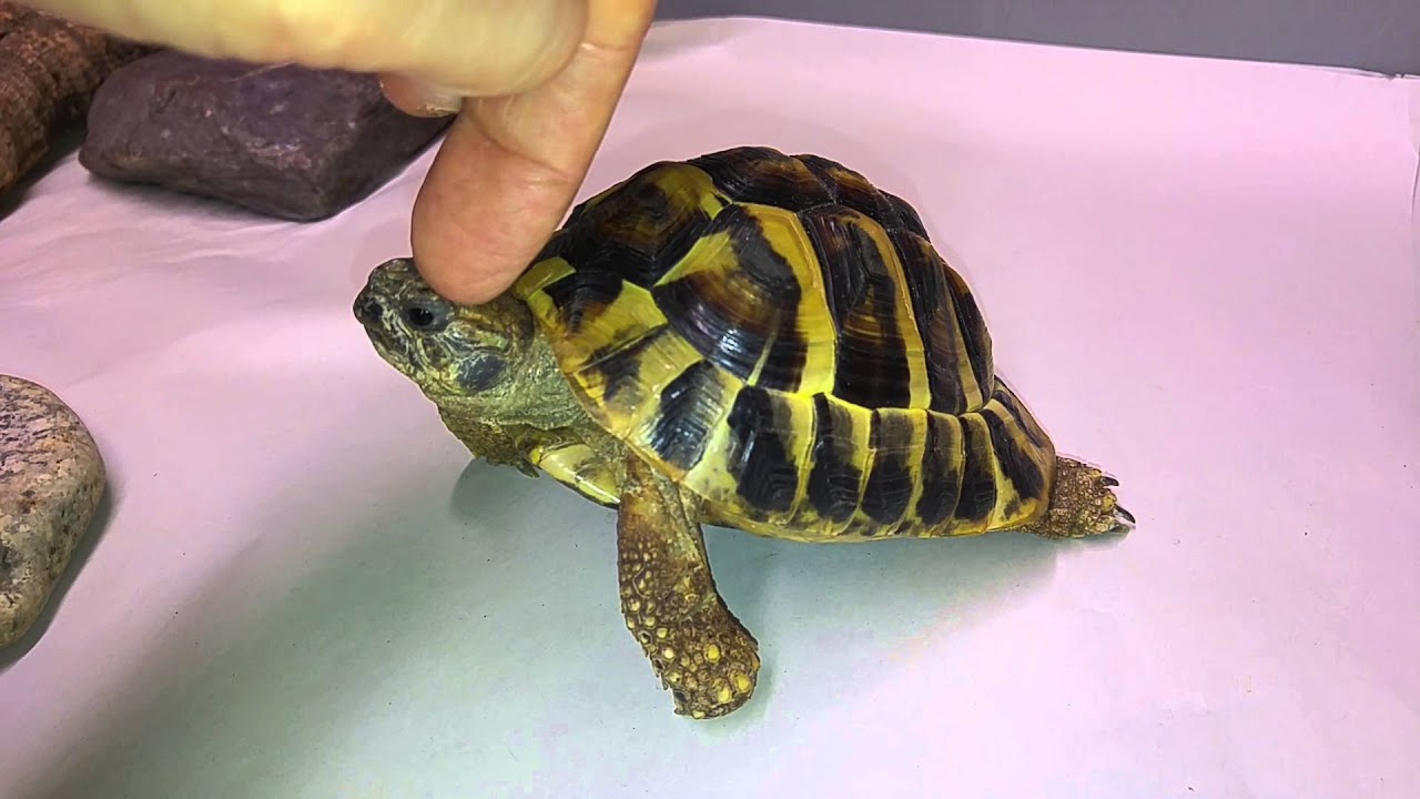 Can Tortoises Feel Youtube