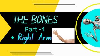 THE BONES - Right Arm (part -4)|| ANIMUS SURGERY