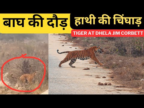 बाघ की दौड़ ‼️ हाथी की चिंघाड़ Tiger At Dhela zone Langda Tiger | Jim Corbett National Park