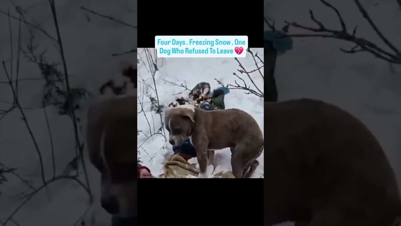 Viral Video | A pitbull’s loyalty stood firm for four days in Himachal’s deadly snow