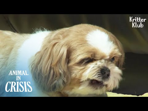 Video: No Pup? Nessun problema con Dog Vacay