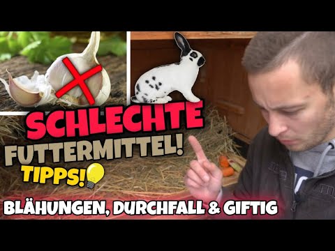 Video: Parasitäre (Giardiasis) Durchfall Bei Frettchen